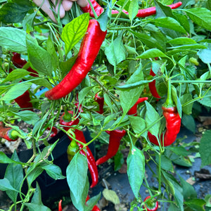 Jimmy Nardello - Seeds