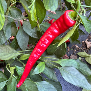 Jimmy Nardello - Seeds