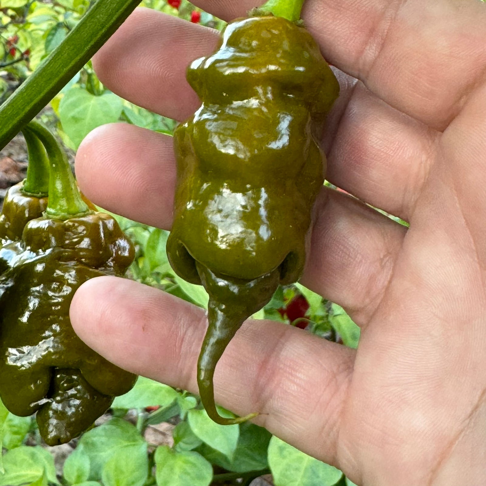 Trinidad Viper Mustard - Seeds - Bohica Pepper Hut 