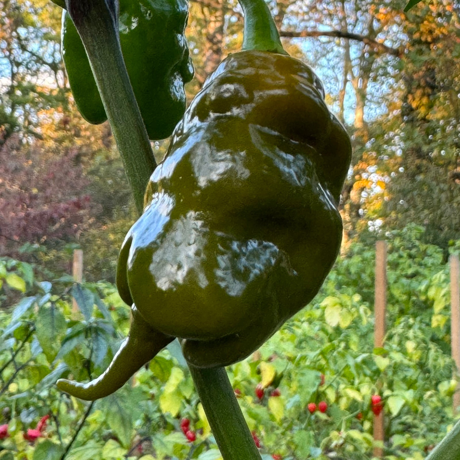 Trinidad Viper Mustard - Seeds - Bohica Pepper Hut 