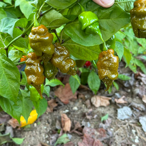 Trinidad Viper Mustard - Seeds