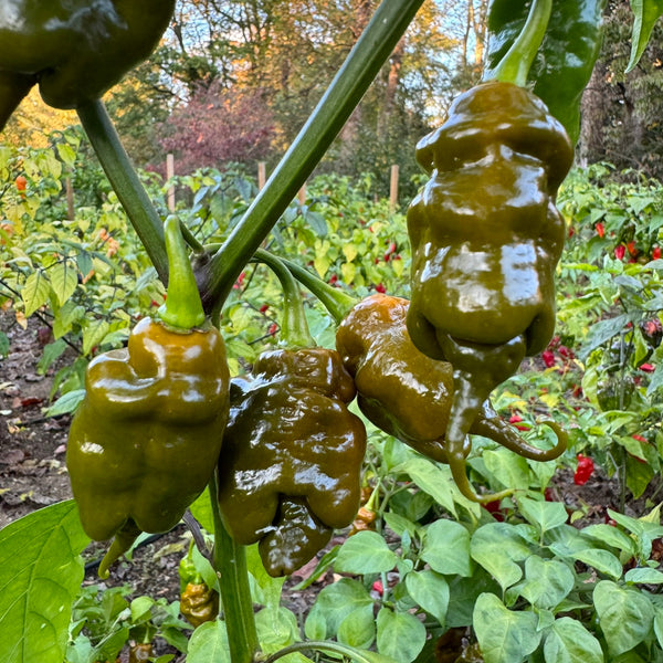 Trinidad Viper Mustard Seeds