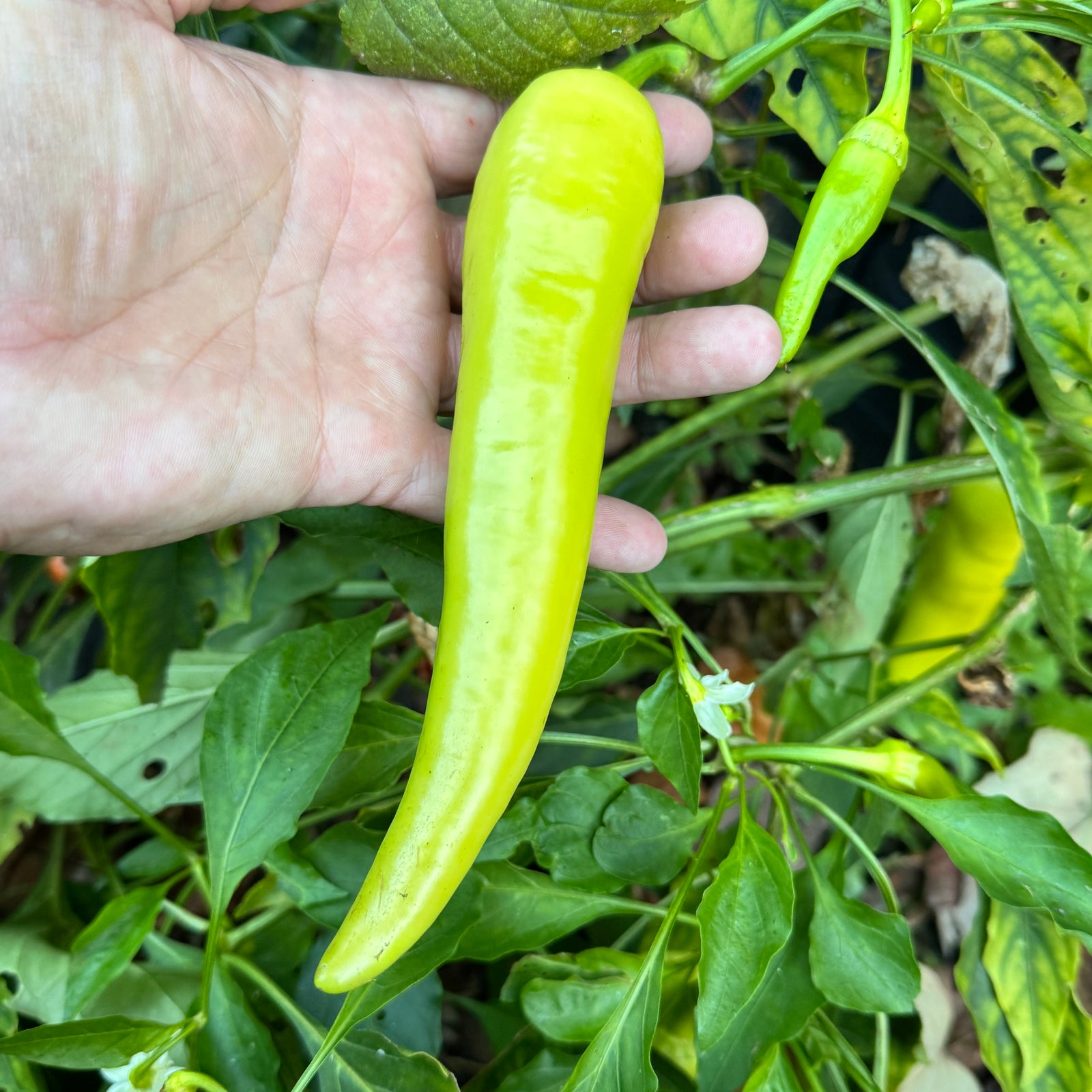 Sweet Banana - Seeds