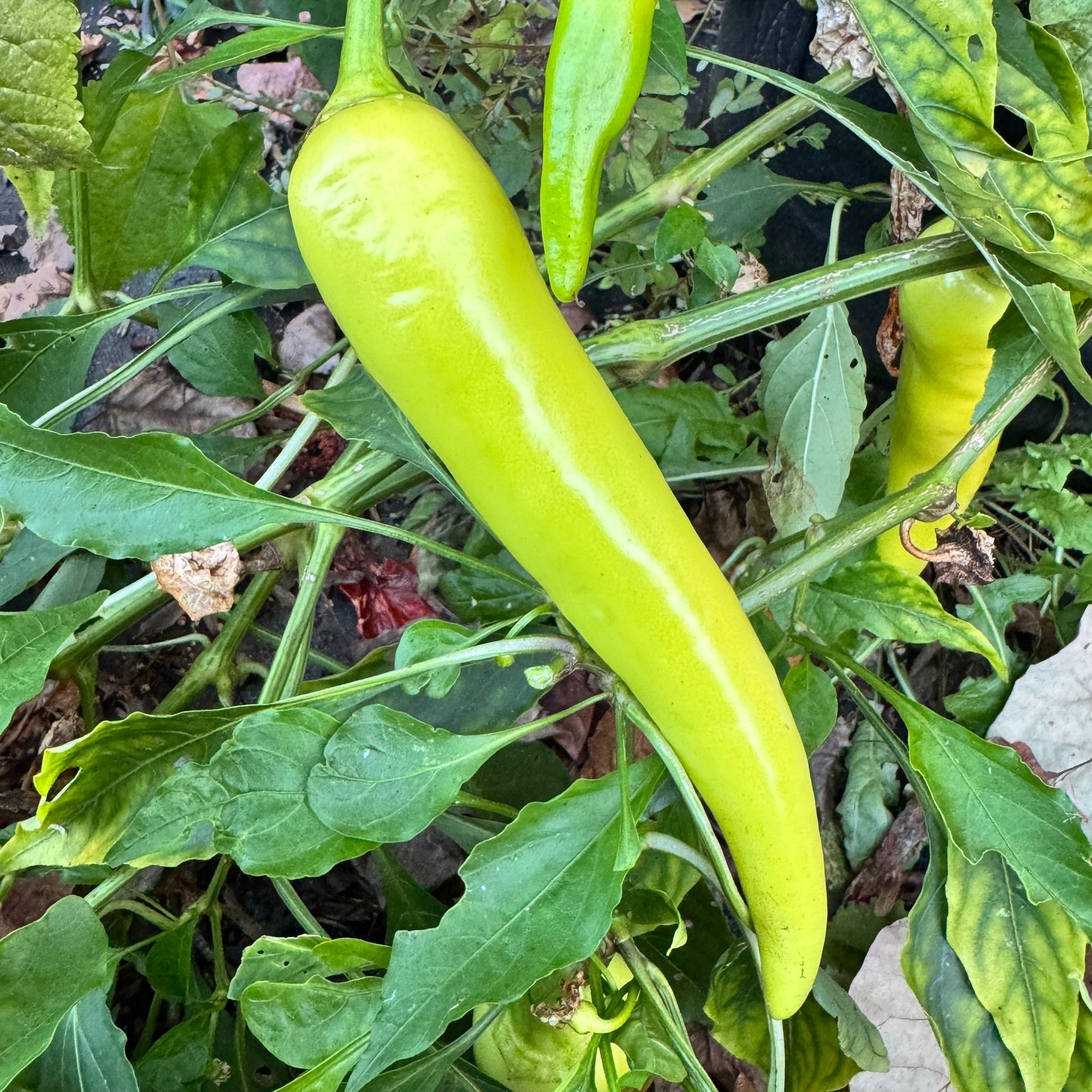 Sweet Banana - Seeds