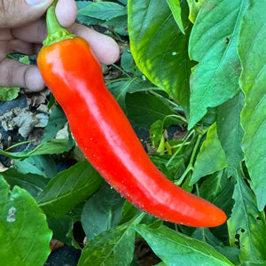 Sweet Banana - Seeds