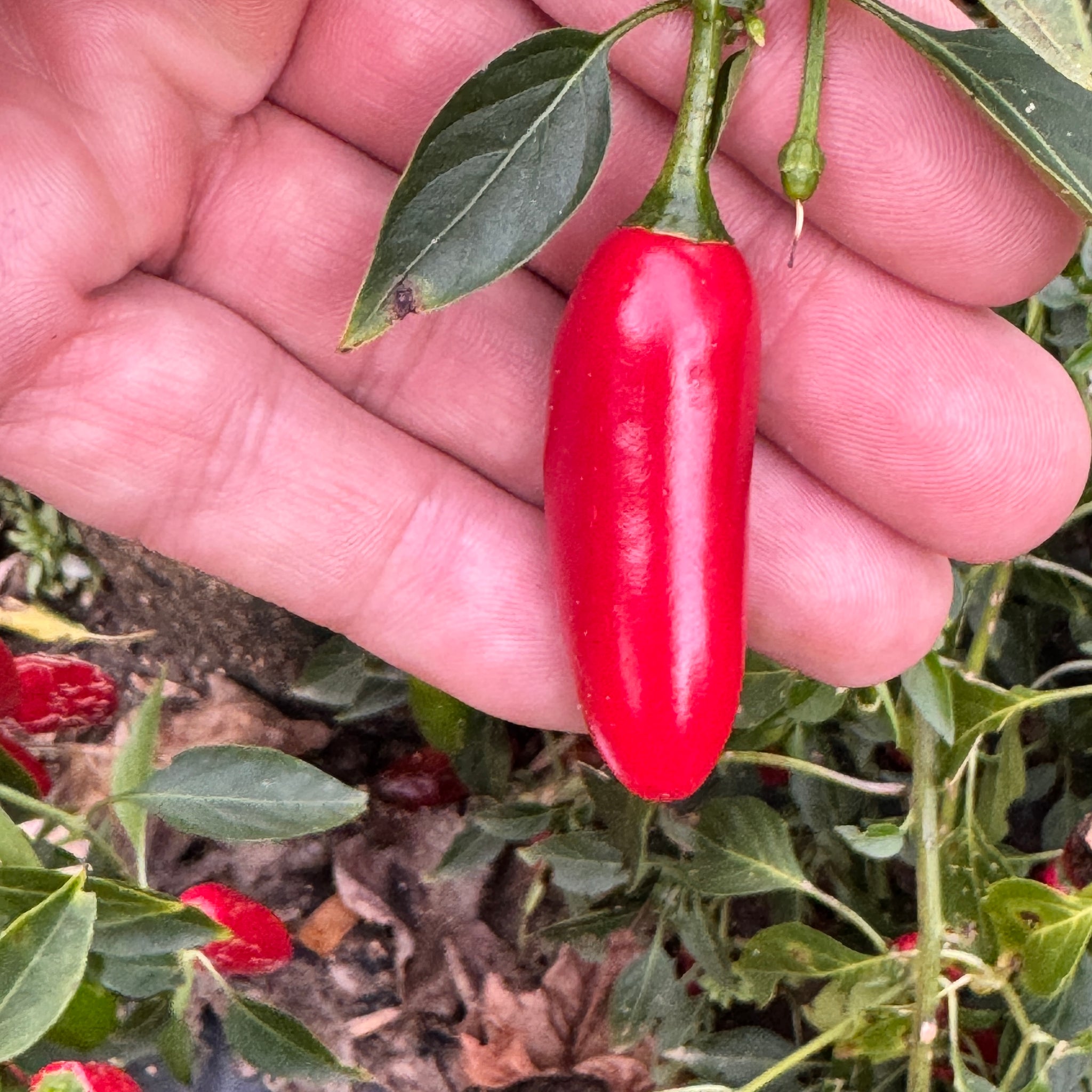serrano pepper seeds to plant Serrano