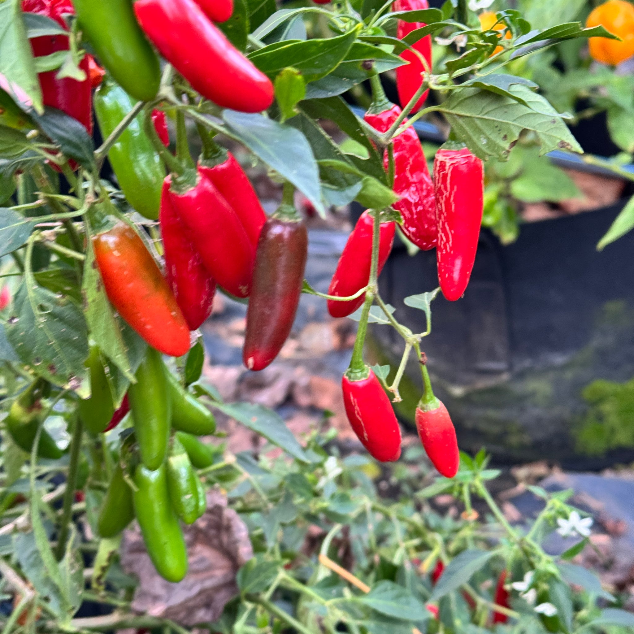 serrano pepper seeds to plant Serrano