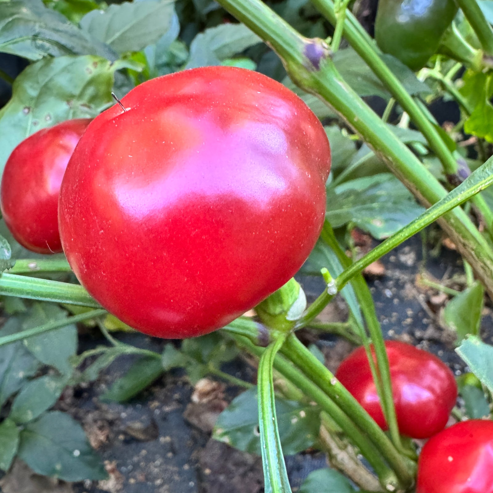 Sweet Cherry - Seeds