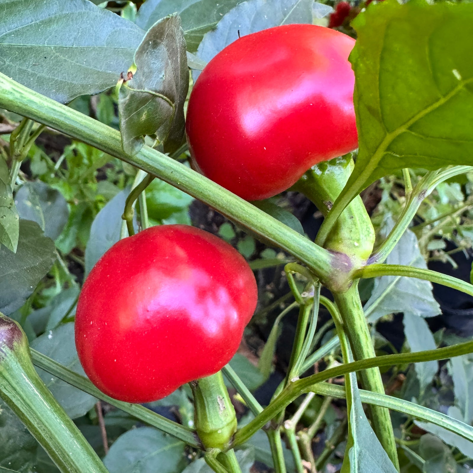 Sweet Cherry - Seeds