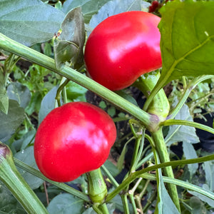 Sweet Cherry - Seeds