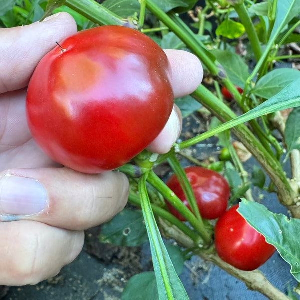 Sweet Cherry - Fresh Seeds from Bohica Pepper Hut