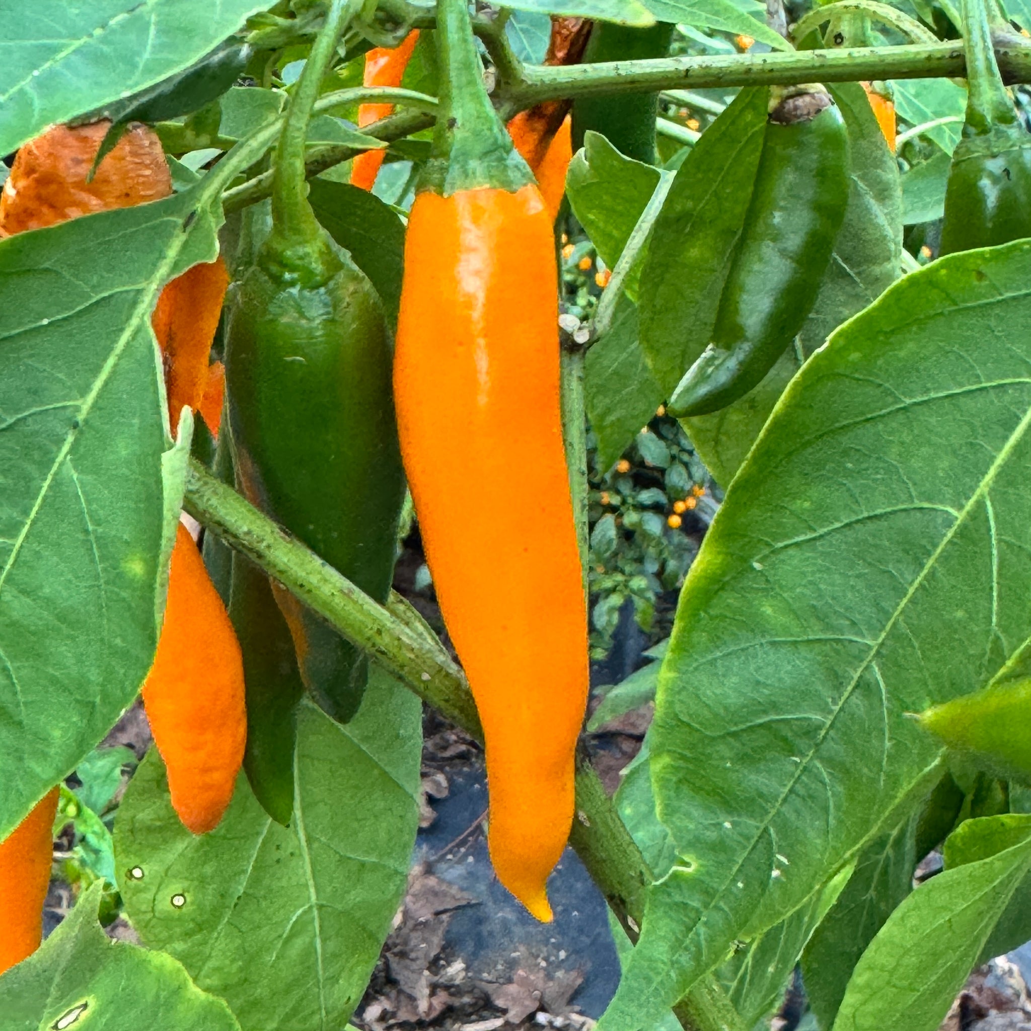 planting thai chili seeds Orange Thai