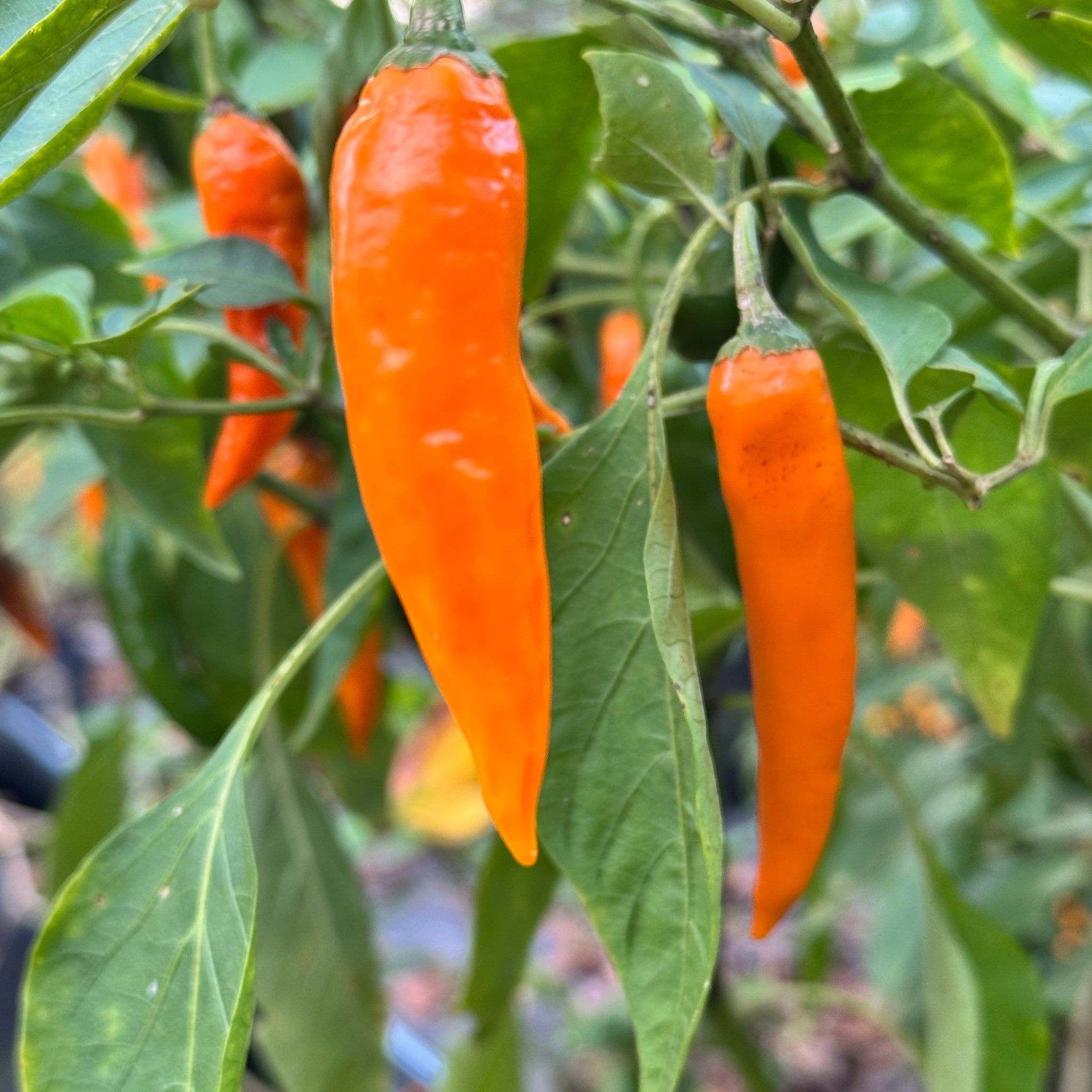 thai chili plant seeds Orange Thai