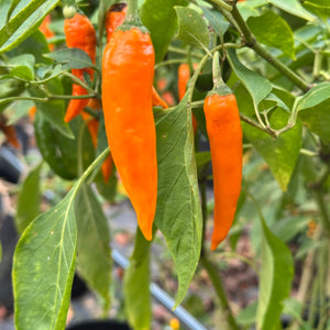 Orange Thai - Seeds