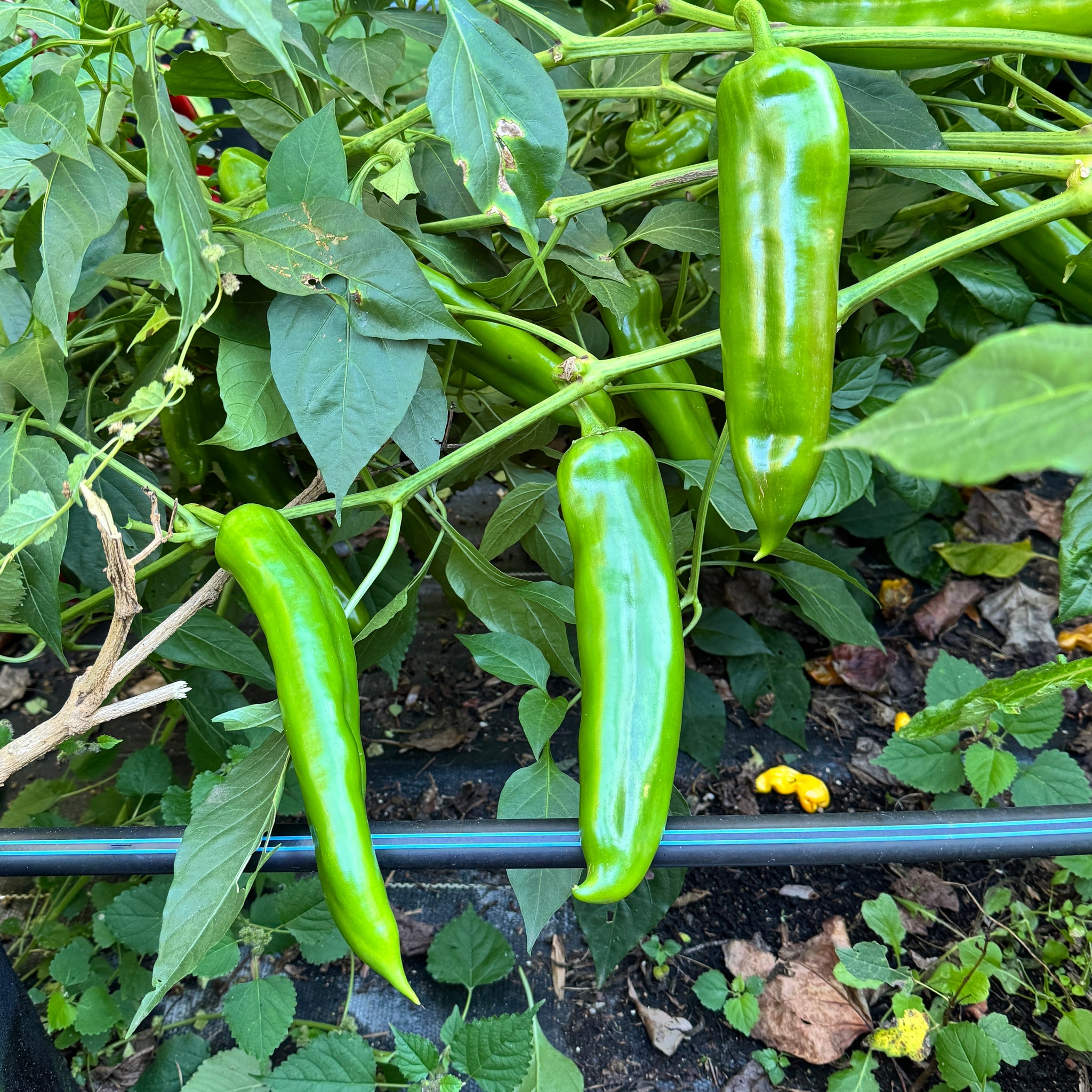 big plant seeds NuMex Big Jim