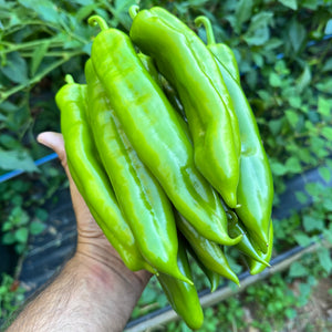 NuMex Big Jim - Seeds