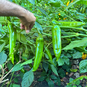 NuMex Big Jim - Seeds