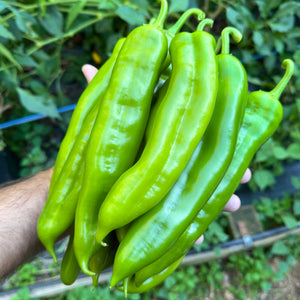 NuMex Big Jim - Seeds