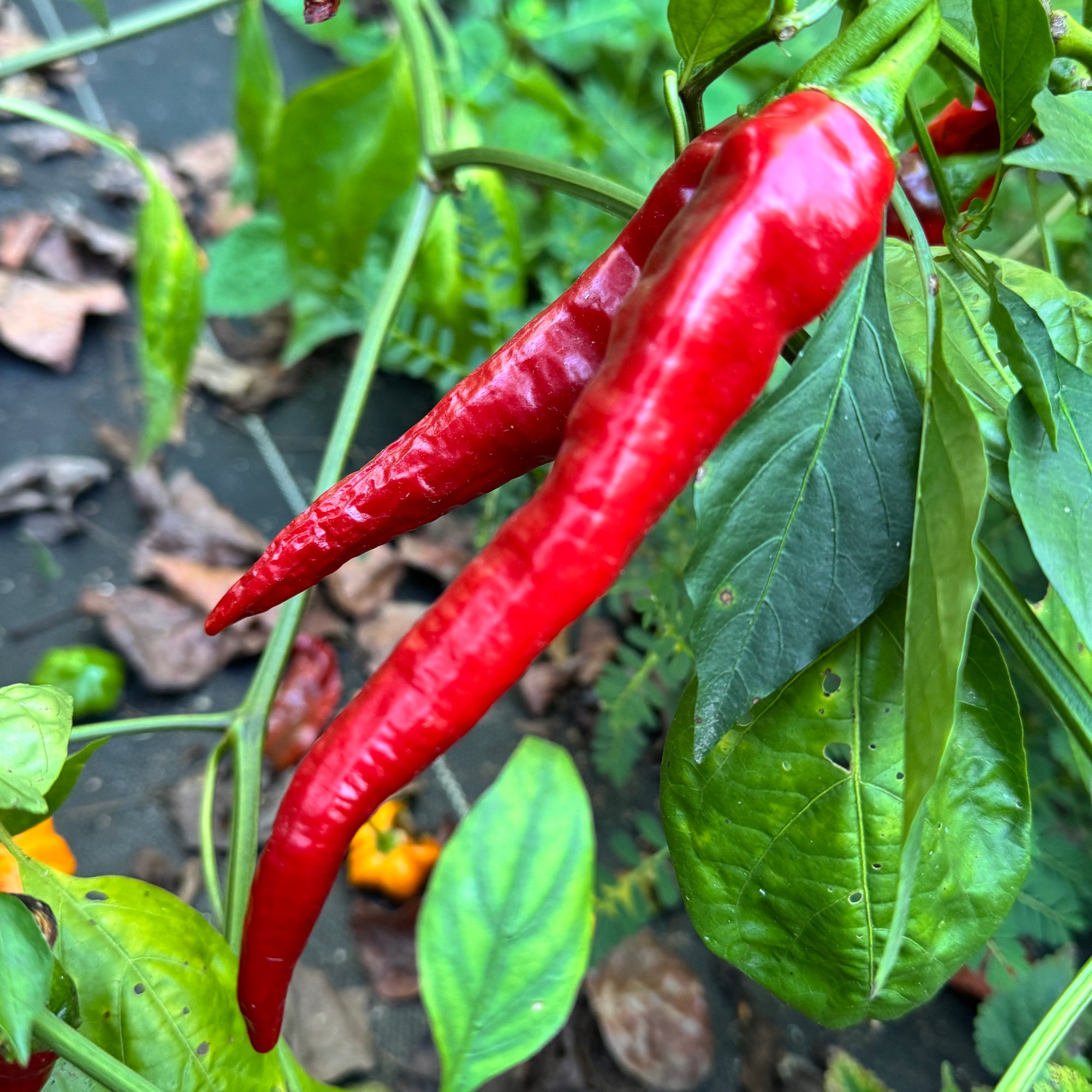 Hot Portugal - Seeds