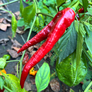 Hot Portugal - Seeds