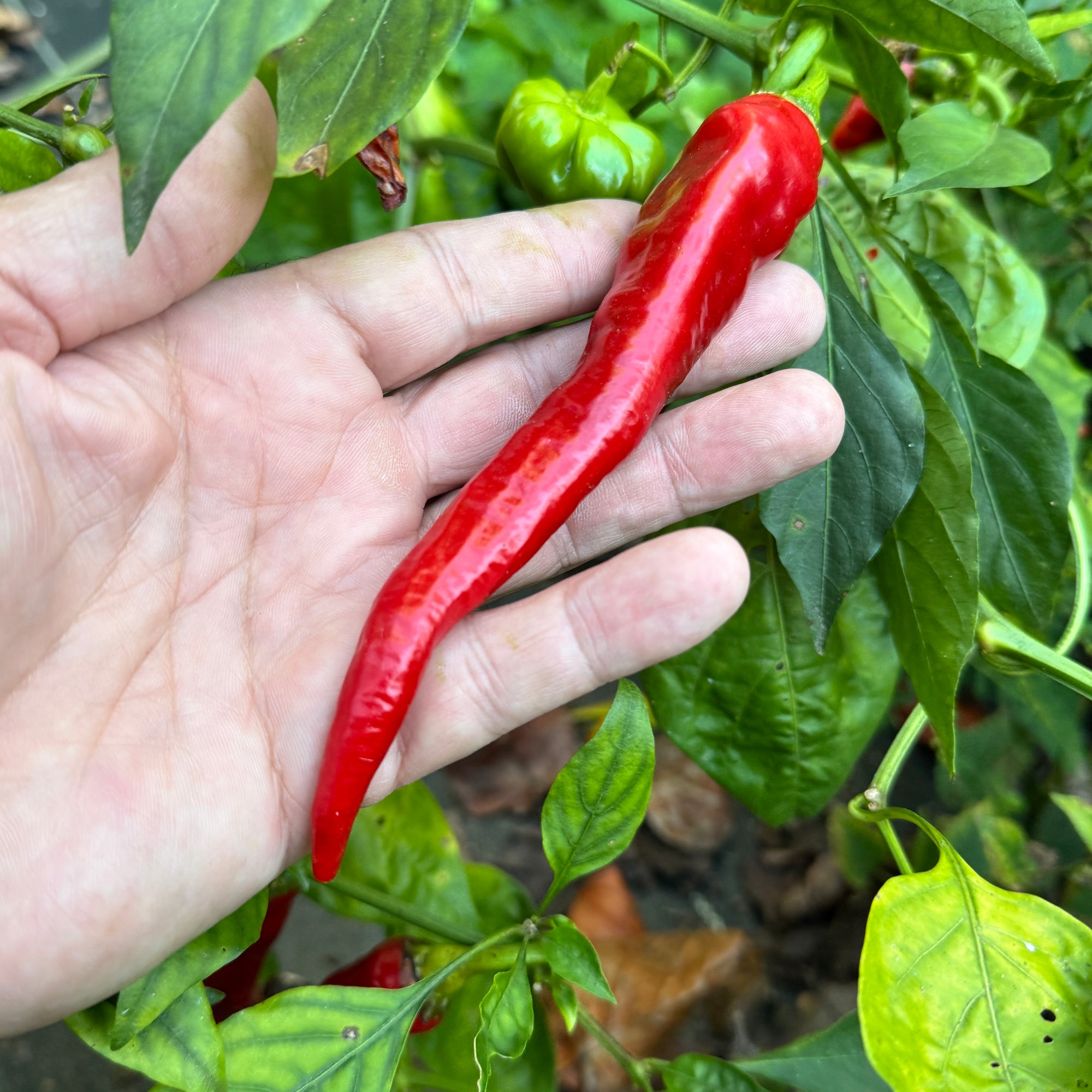 Hot Portugal - Seeds