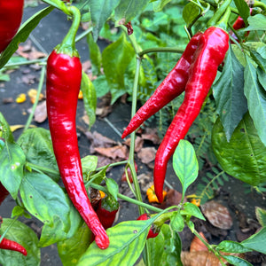 Hot Portugal - Seeds