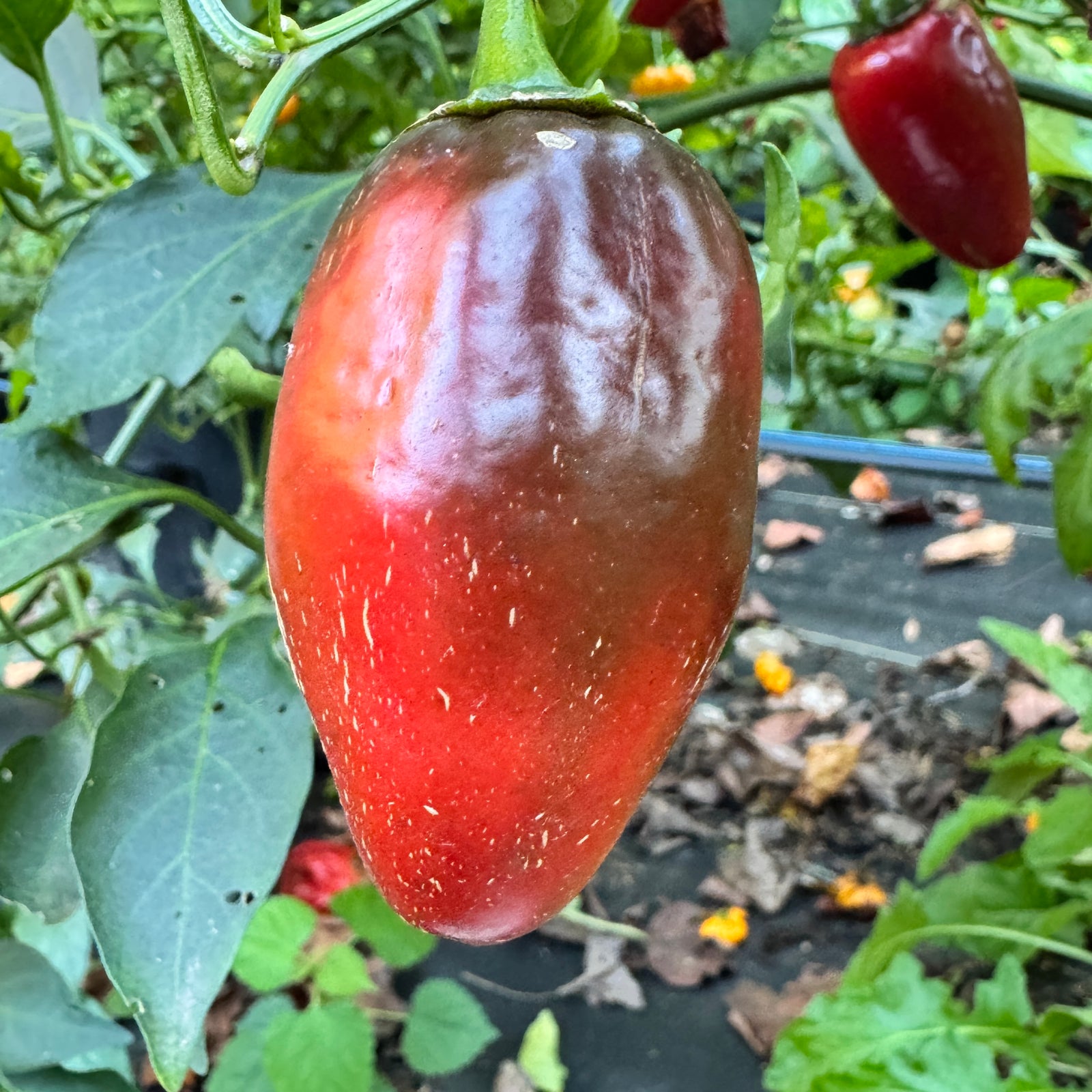 La Bomba II Jalapeño - Seeds