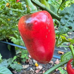 La Bomba II Jalapeño - Seeds