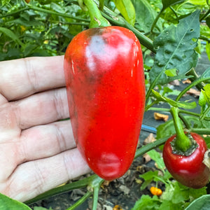 La Bomba II Jalapeño - Seeds