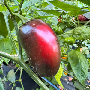 La Bomba II Jalapeño - Seeds