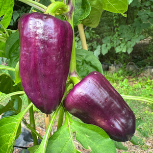 Lilac Beauty - Seeds