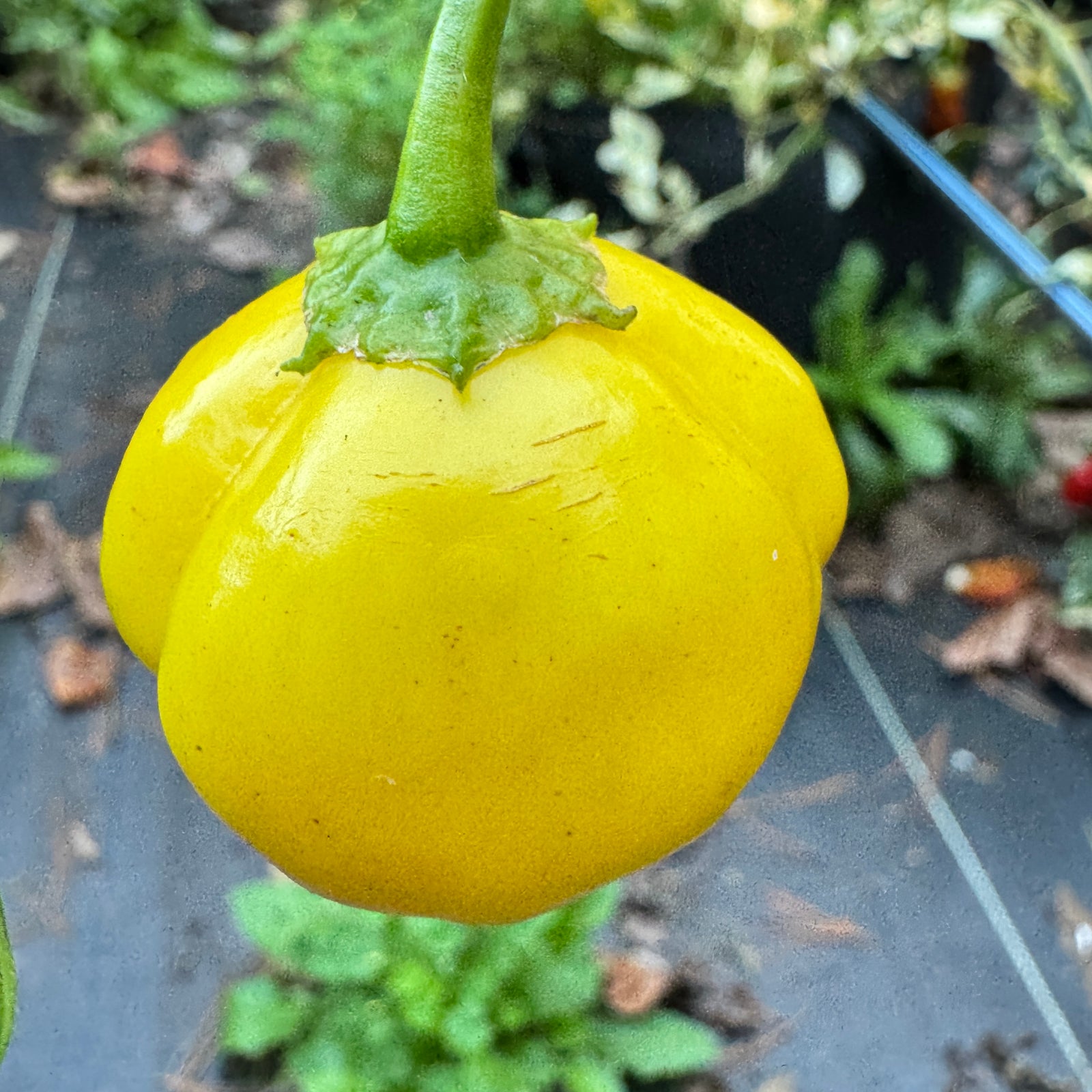 Aji Lemon Balls - Seeds