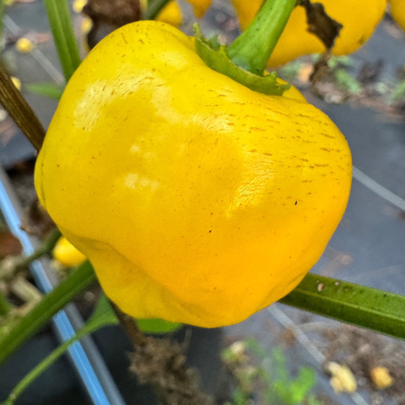 Aji Lemon Balls - Seeds