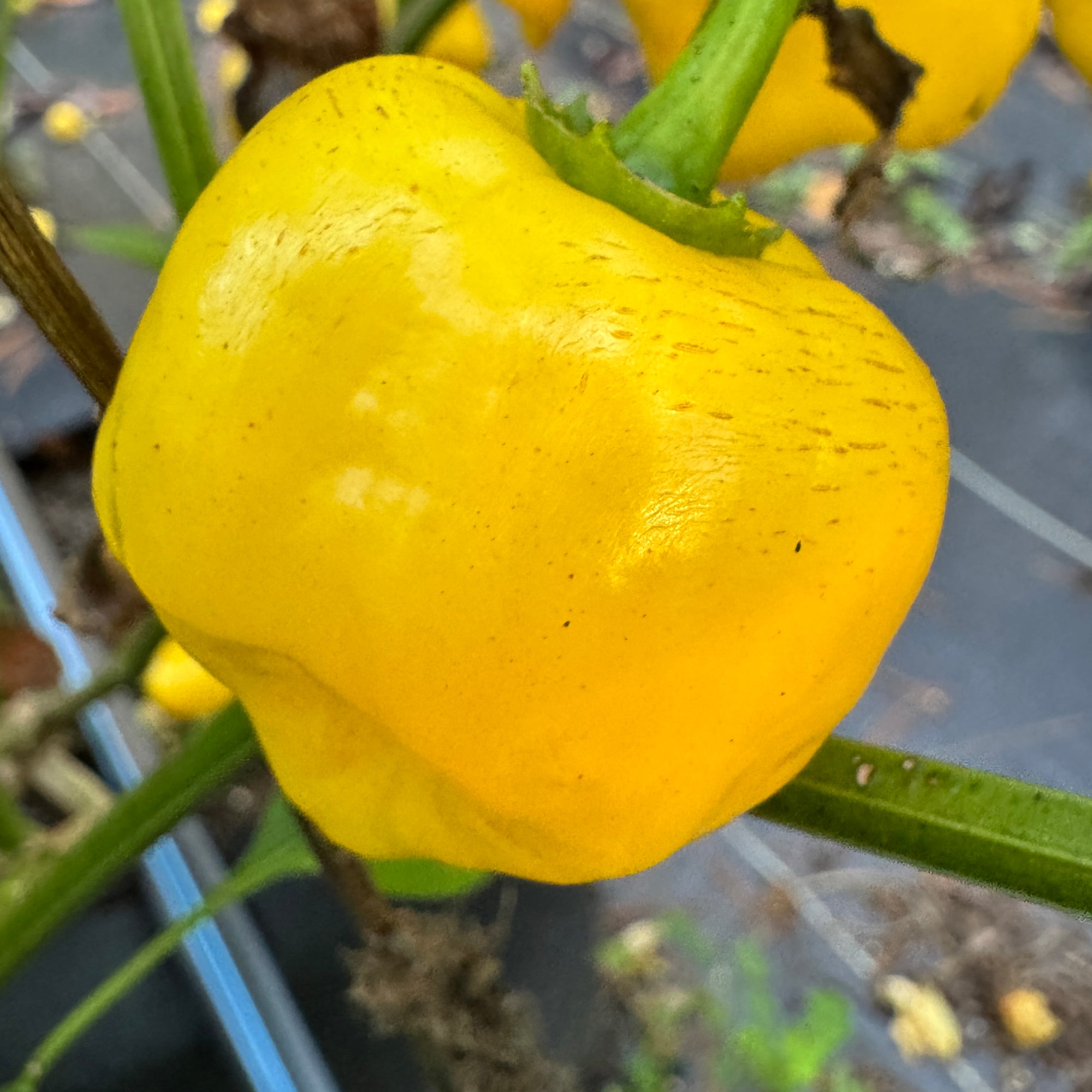 Aji Lemon Balls - Seeds