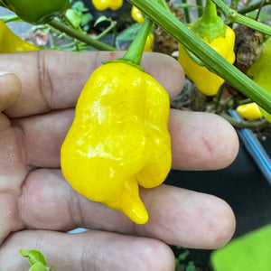 Aji Lemon Balls - Seeds