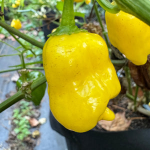 Aji Lemon Balls - Seeds