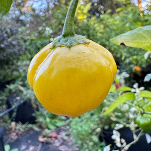 Aji Lemon Balls - Seeds