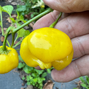 Aji Lemon Balls - Seeds