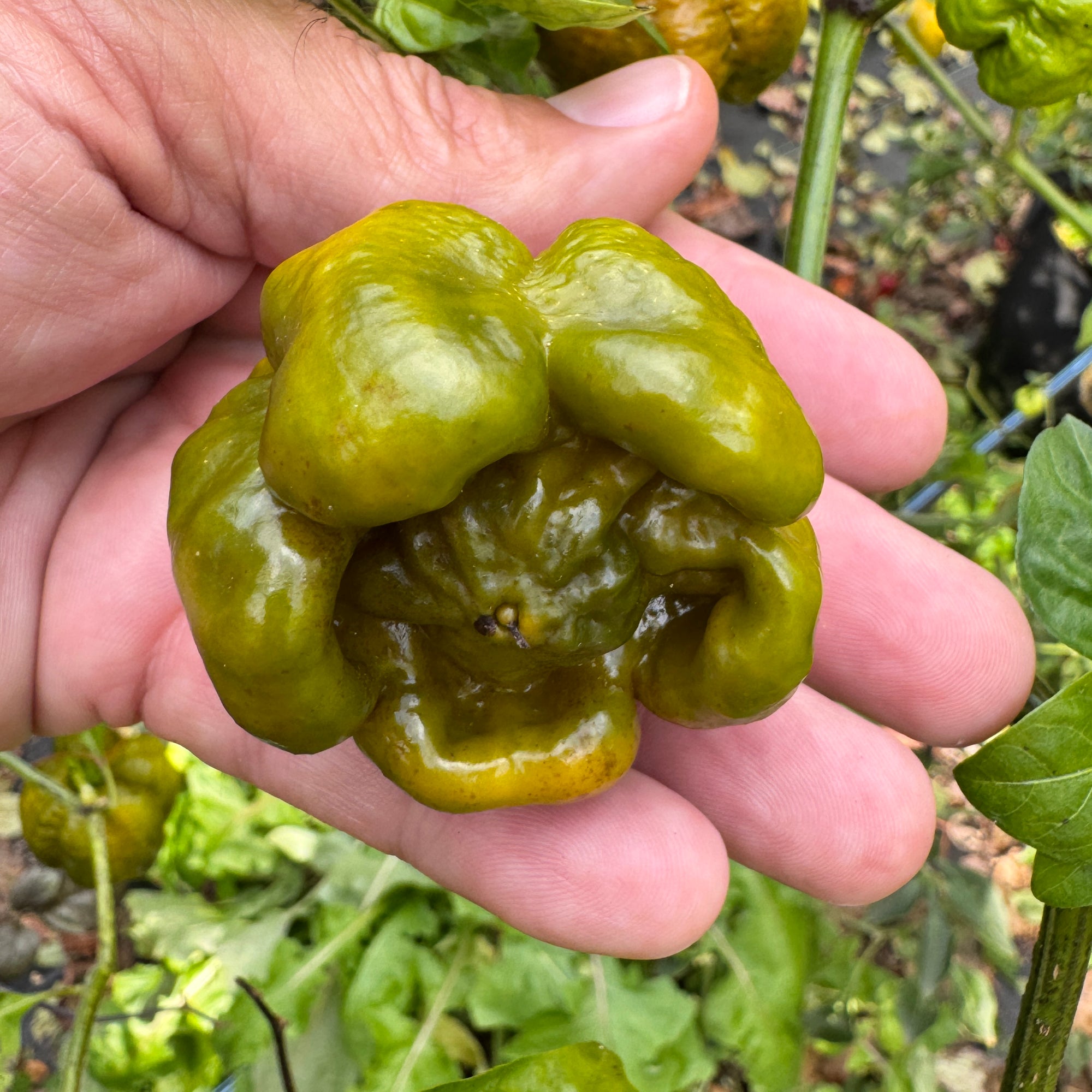 Bobboi Mustard - Seeds