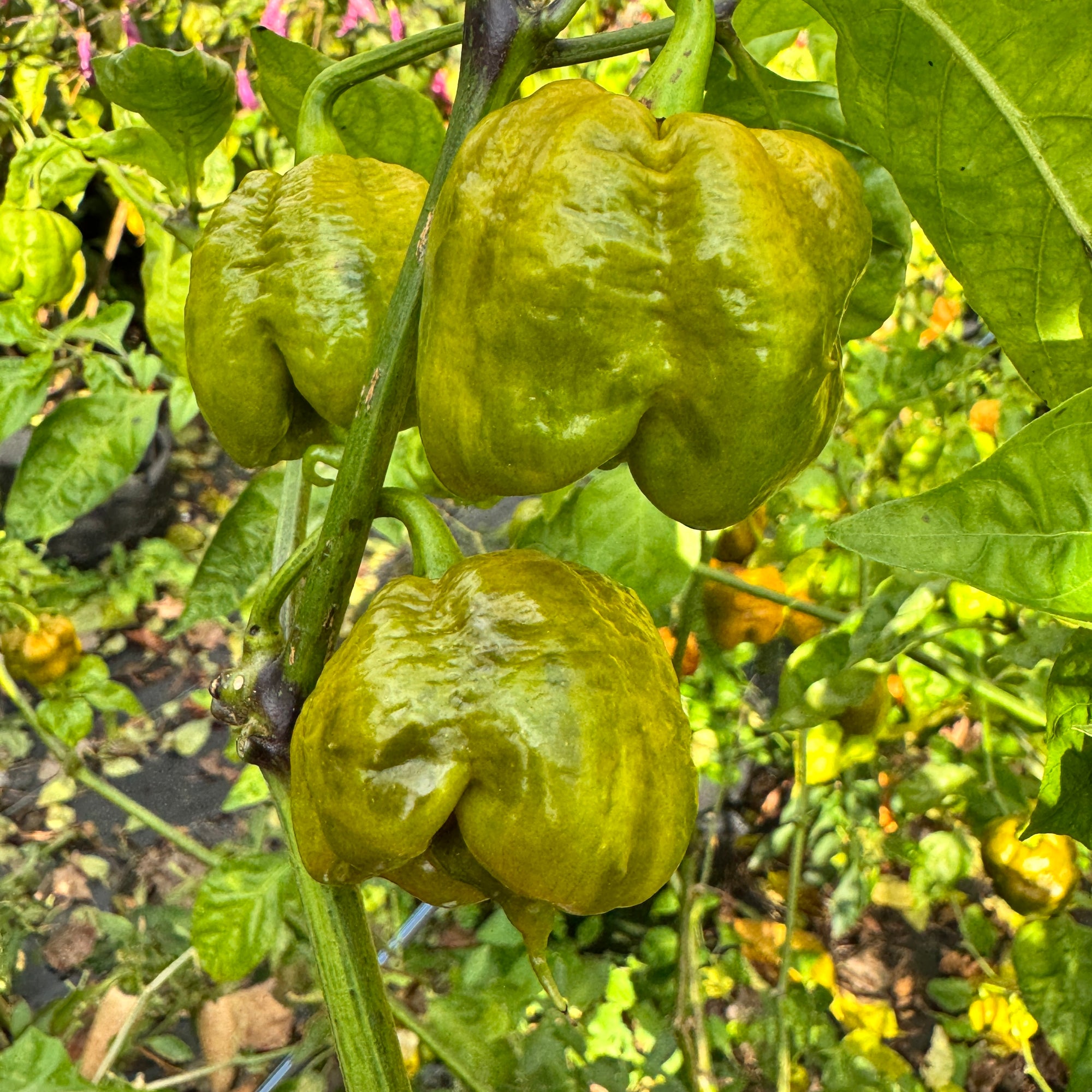 Bobboi Mustard - Seeds