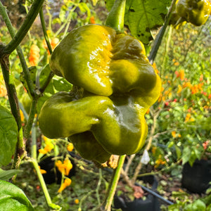 Bobboi Mustard - Seeds