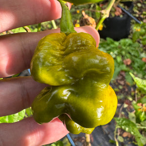 Bobboi Mustard - Seeds