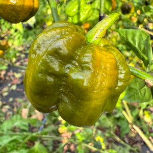 Bobboi Mustard - Seeds