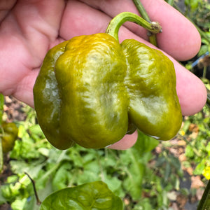 Bobboi Mustard - Seeds