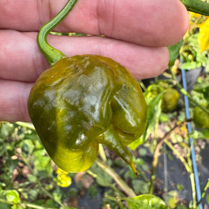 Bobboi Mustard - Seeds