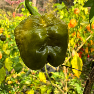 Bobboi Mustard - Seeds