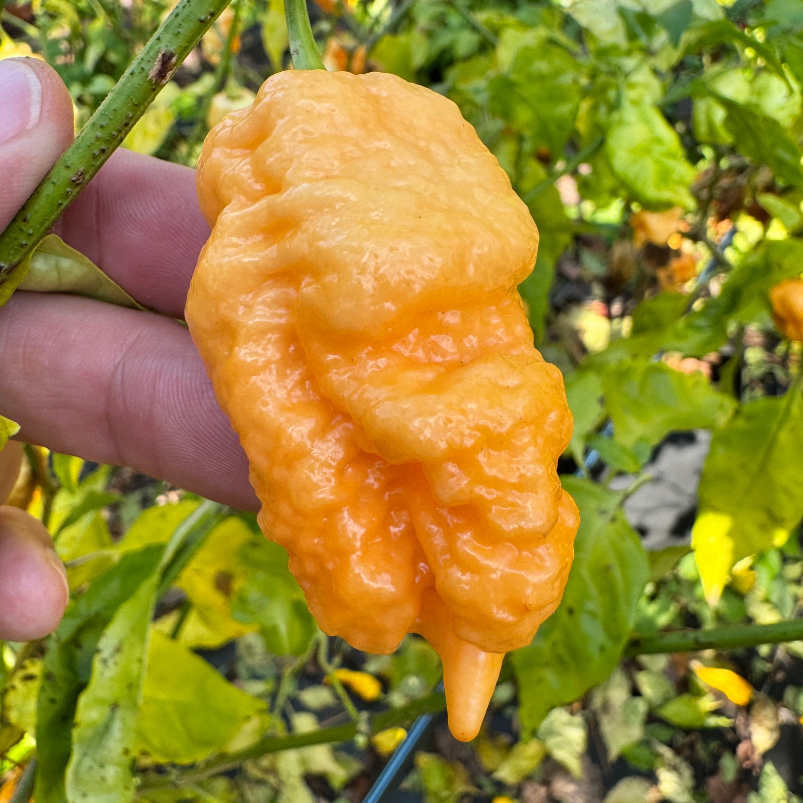 Brain Collapse Peach - Seeds