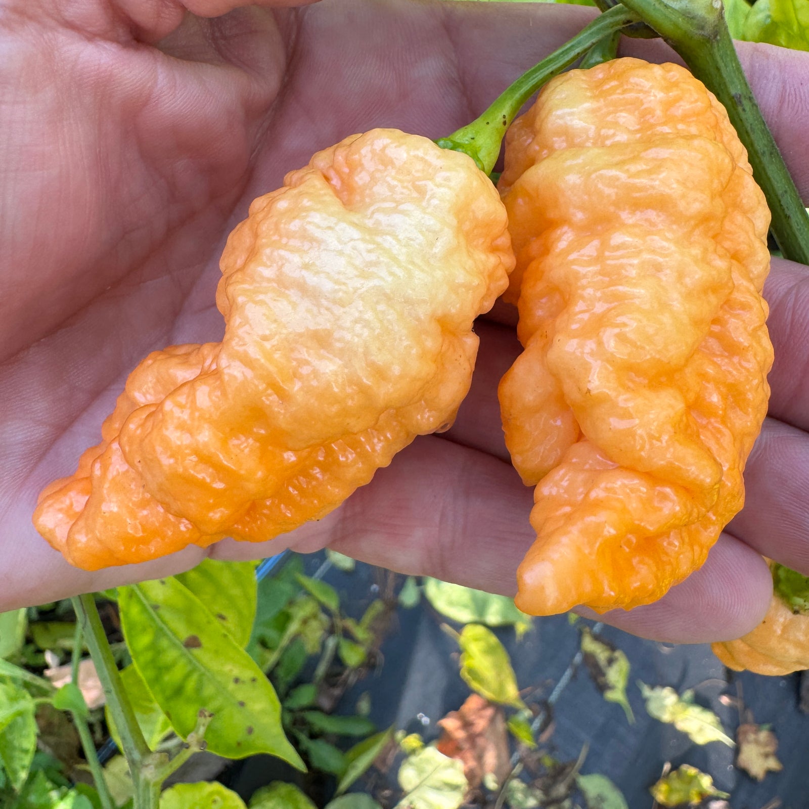 Brain Collapse Peach - Seeds