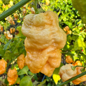 Brain Collapse Peach - Seeds