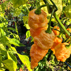 Brain Collapse Peach - Seeds